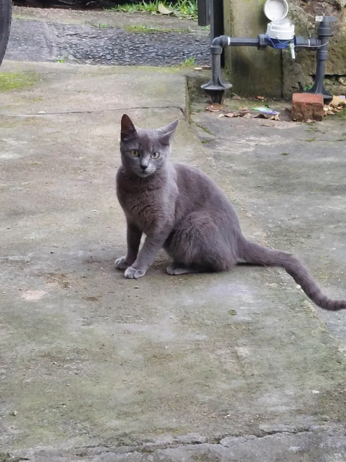 Gato ra a SRD-ViraLata idade 2 a 6 meses nome Não tem