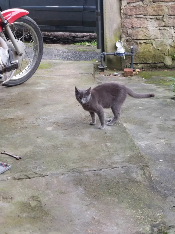 Gato ra a SRD-ViraLata idade 2 a 6 meses nome Não tem