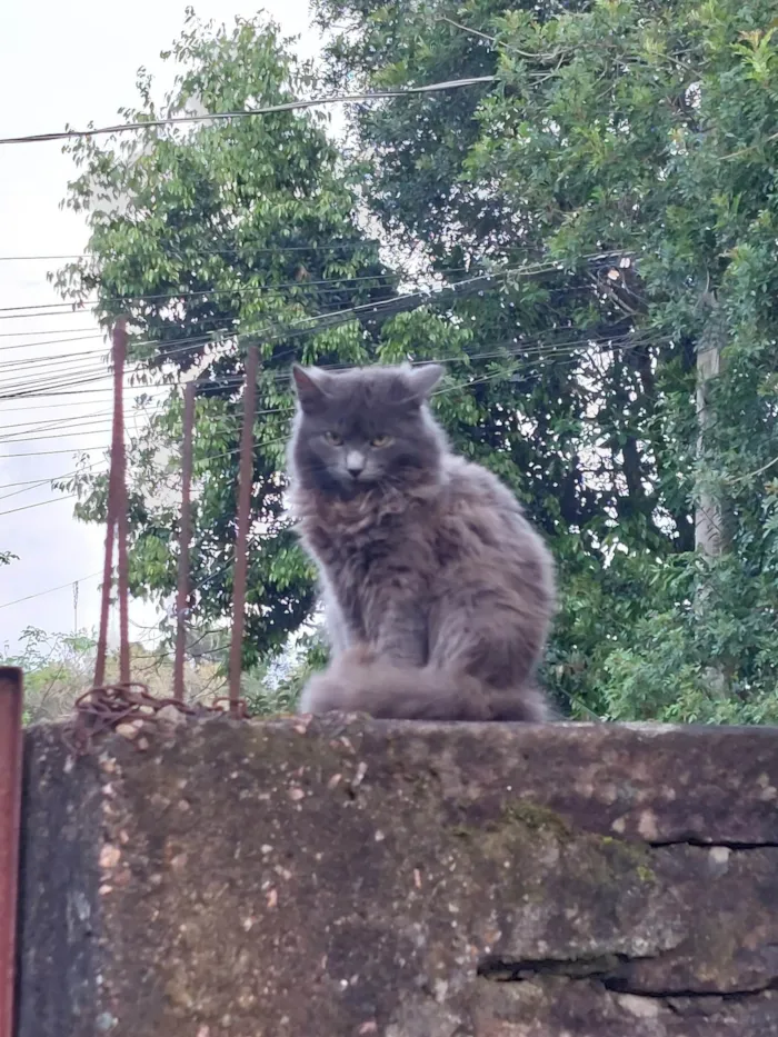 Gato ra a SRD-ViraLata idade 2 a 6 meses nome Não tem