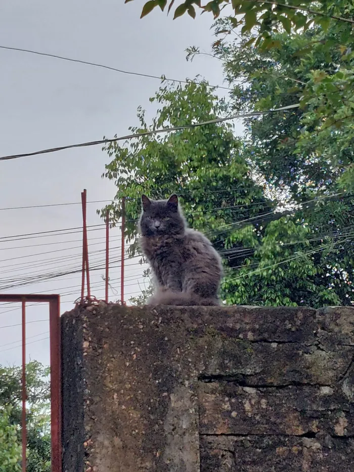 Gato ra a SRD-ViraLata idade 2 a 6 meses nome Não tem