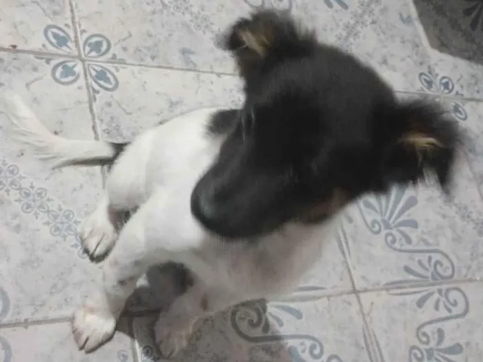 Cachorro ra a SRD-ViraLata idade 2 a 6 meses nome Scay