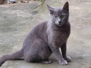 Gato raça SRD-ViraLata idade 2 a 6 meses nome Não tem