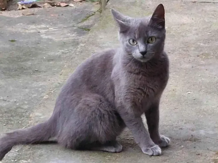 Gato ra a SRD-ViraLata idade 2 a 6 meses nome Não tem