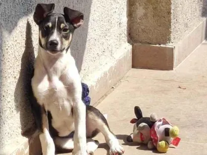 Cachorro raça SRD-ViraLata idade 2 a 6 meses nome Bob