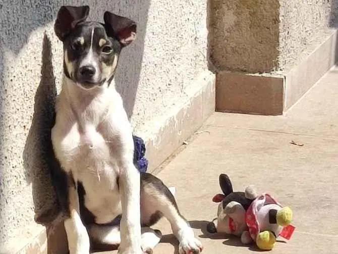 Cachorro ra a SRD-ViraLata idade 2 a 6 meses nome Bob