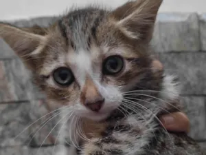 Gato raça SRD-ViraLata idade 2 a 6 meses nome Lia