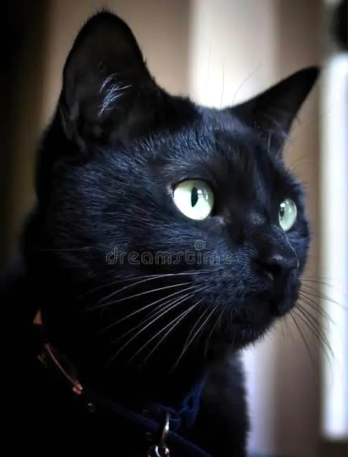 Gato ra a Angorá idade 1 ano nome Black 