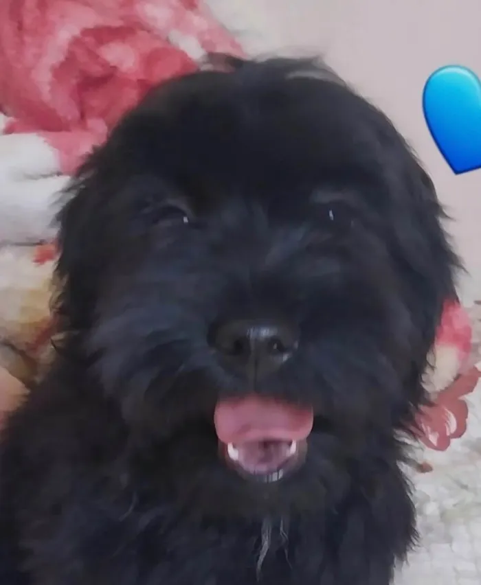 Cachorro ra a SRD-ViraLata idade 2 a 6 meses nome Billy 