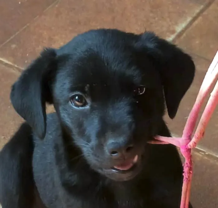 Cachorro ra a SRD-ViraLata idade 2 a 6 meses nome Beethoven 