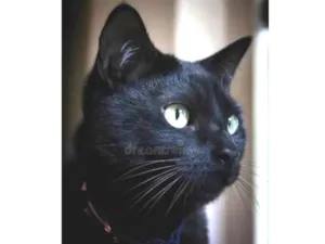 Gato raça Angorá idade 1 ano nome Black 