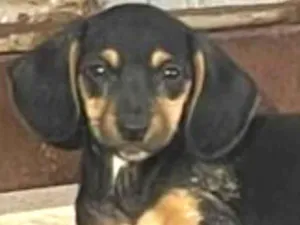 Cachorro raça SRD-ViraLata idade 7 a 11 meses nome Chico 