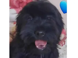 Cachorro raça SRD-ViraLata idade 2 a 6 meses nome Billy 