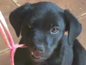 Cachorro raça SRD-ViraLata idade 2 a 6 meses nome Beethoven 