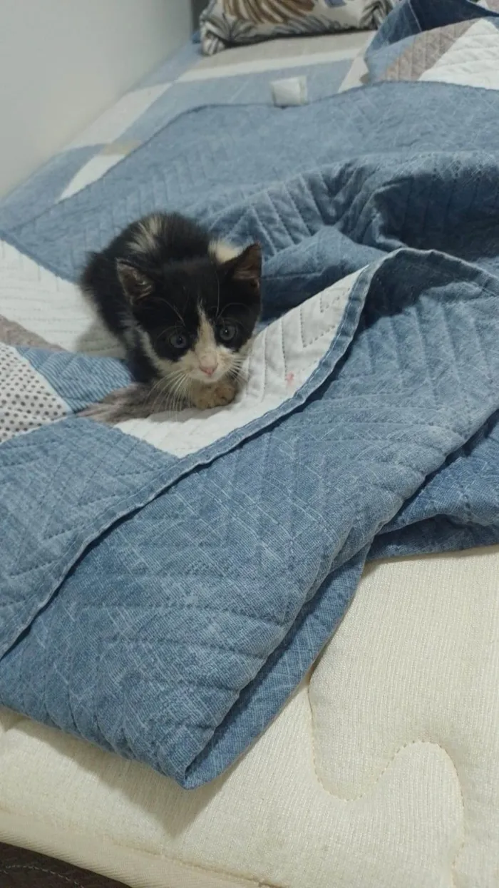 Gato ra a SRD-ViraLata idade 2 a 6 meses nome Clara