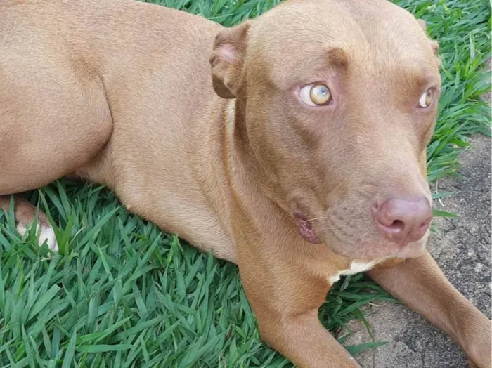 Cachorro ra a Pit-Bull idade 1 ano nome Ayla