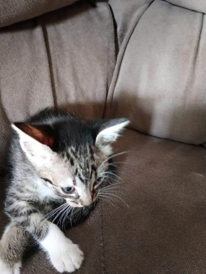 Gato ra a SRD-ViraLata idade Abaixo de 2 meses nome Sem nome 