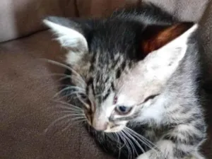 Gato raça SRD-ViraLata idade Abaixo de 2 meses nome Sem nome 