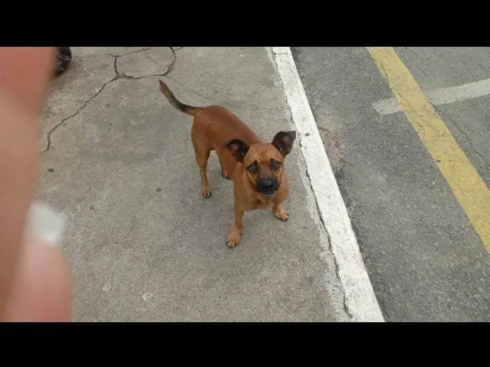 Cachorro ra a SRD-ViraLata idade 2 a 6 meses nome Totem 