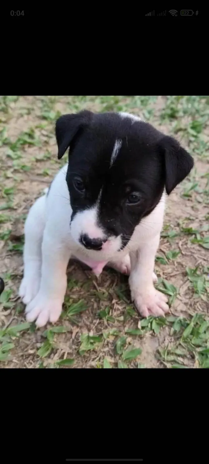 Cachorro ra a SRD-ViraLata idade 2 a 6 meses nome Freed