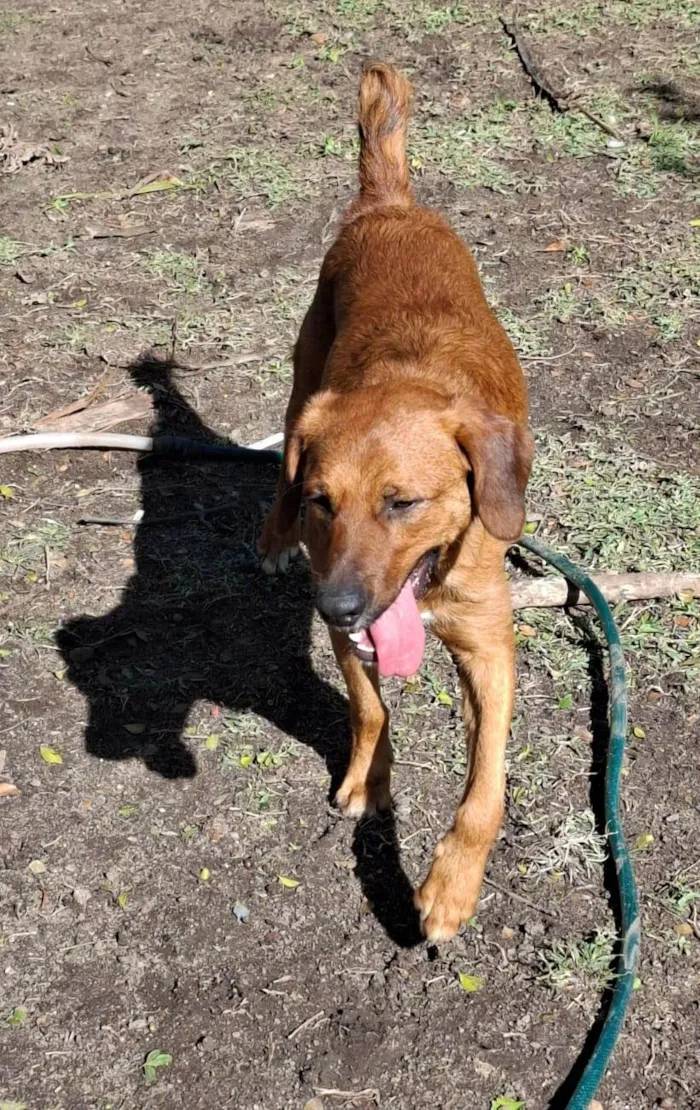 Cachorro ra a SRD-ViraLata idade 1 ano nome Lazaro