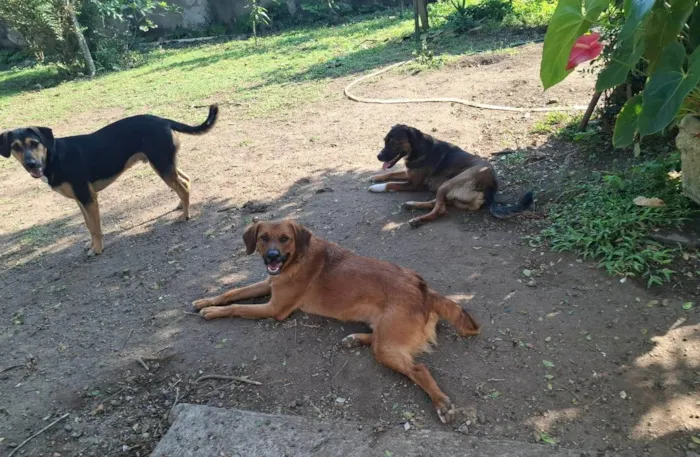 Cachorro ra a SRD-ViraLata idade 1 ano nome Lazaro