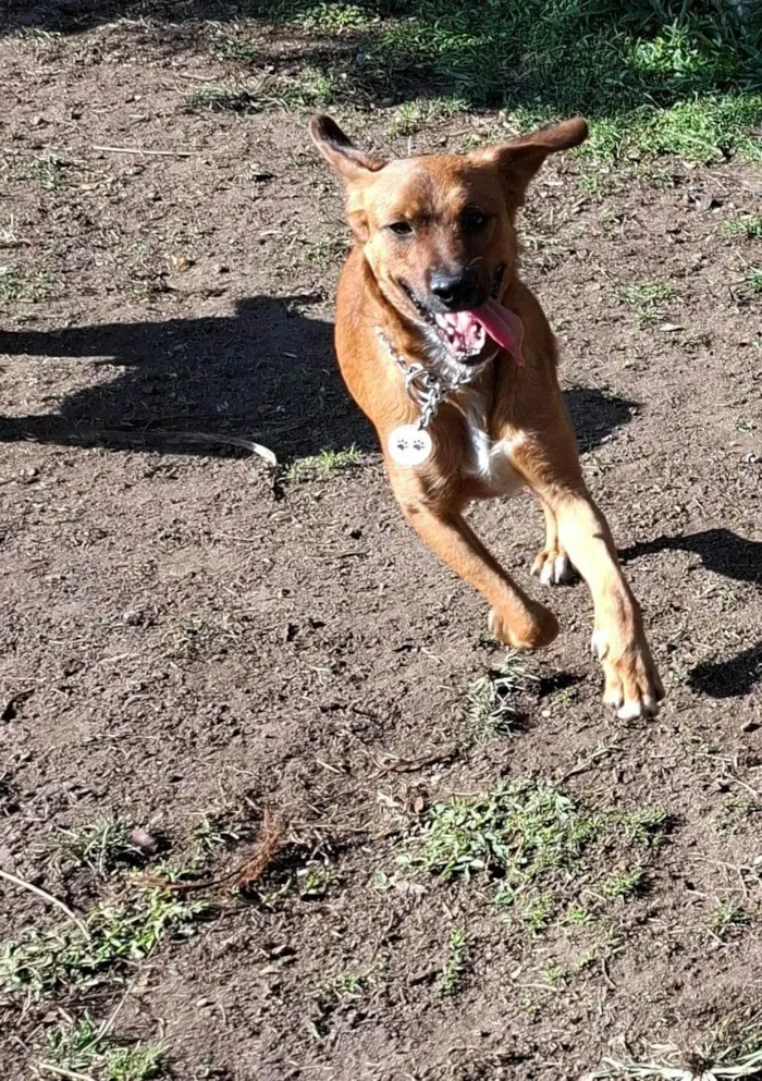 Cachorro ra a SRD-ViraLata idade 1 ano nome Lazaro