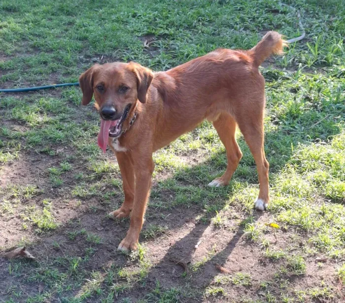 Cachorro ra a SRD-ViraLata idade 1 ano nome Lazaro