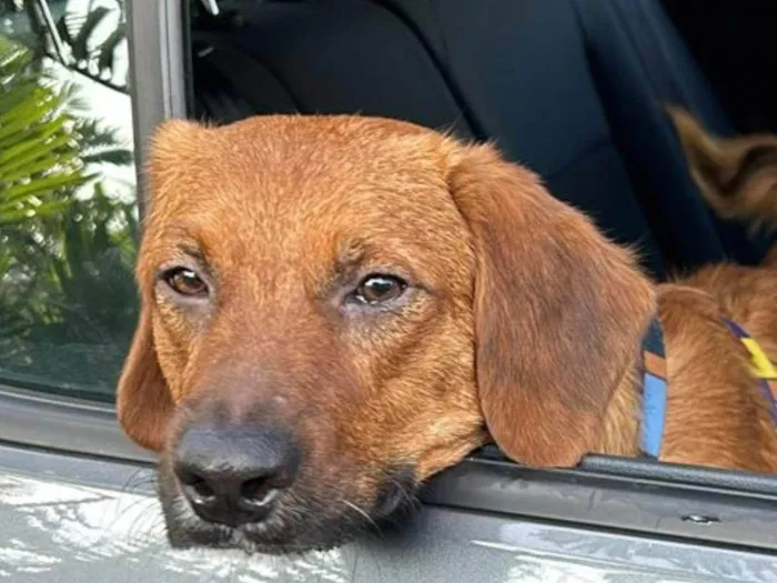 Cachorro ra a SRD-ViraLata idade 1 ano nome Lazaro