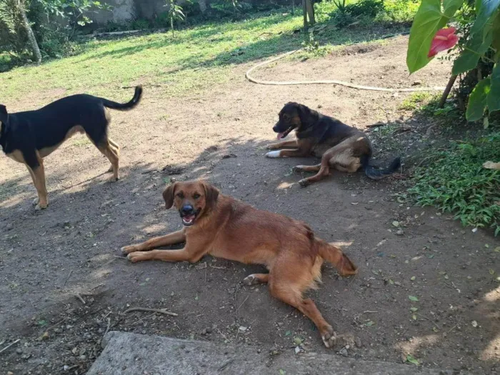 Cachorro ra a SRD-ViraLata idade 1 ano nome Lazaro