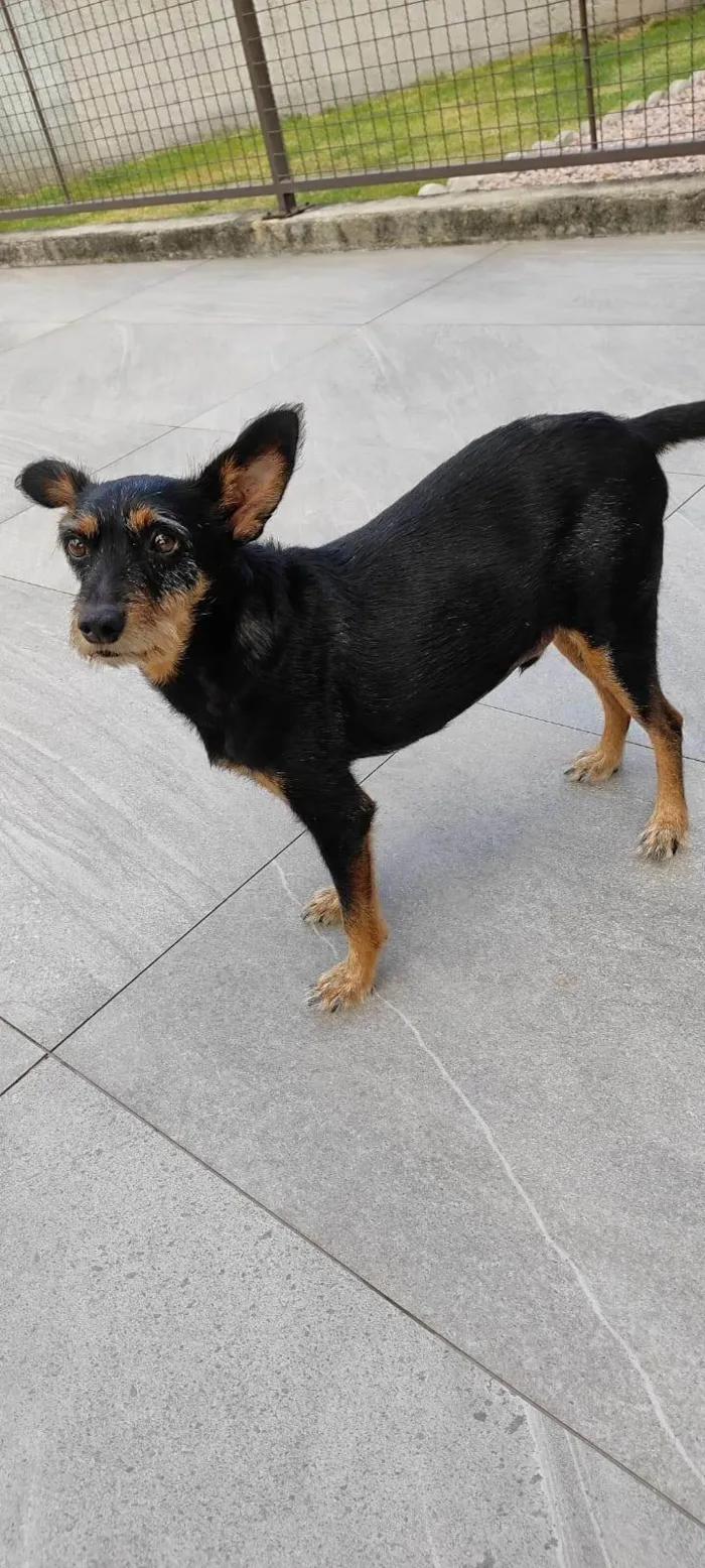 Cachorro ra a SRD-ViraLata idade 6 ou mais anos nome Estopa 