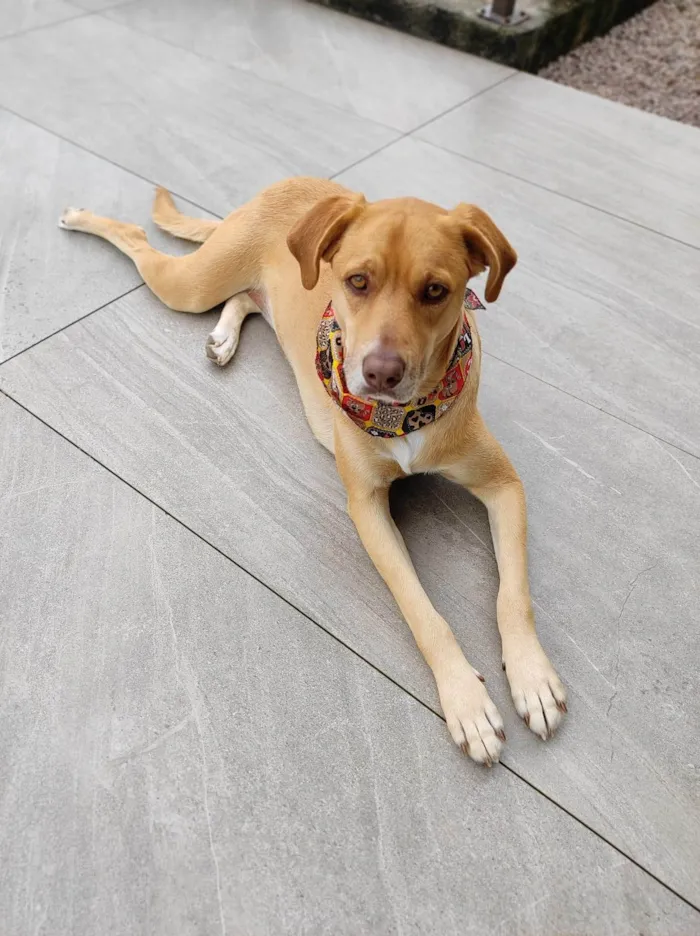 Cachorro ra a SRD-ViraLata idade 5 anos nome Ester