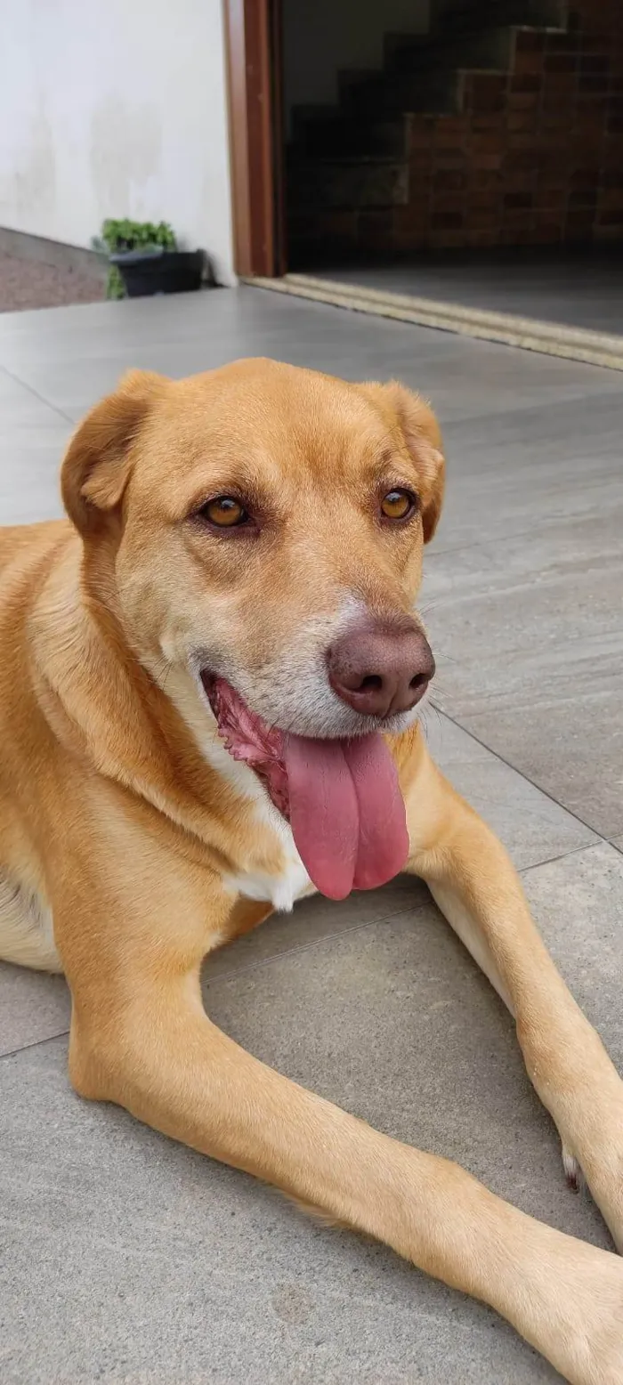 Cachorro ra a SRD-ViraLata idade 5 anos nome Ester