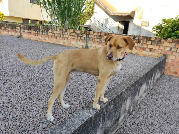 Cachorro ra a SRD-ViraLata idade 5 anos nome Ester