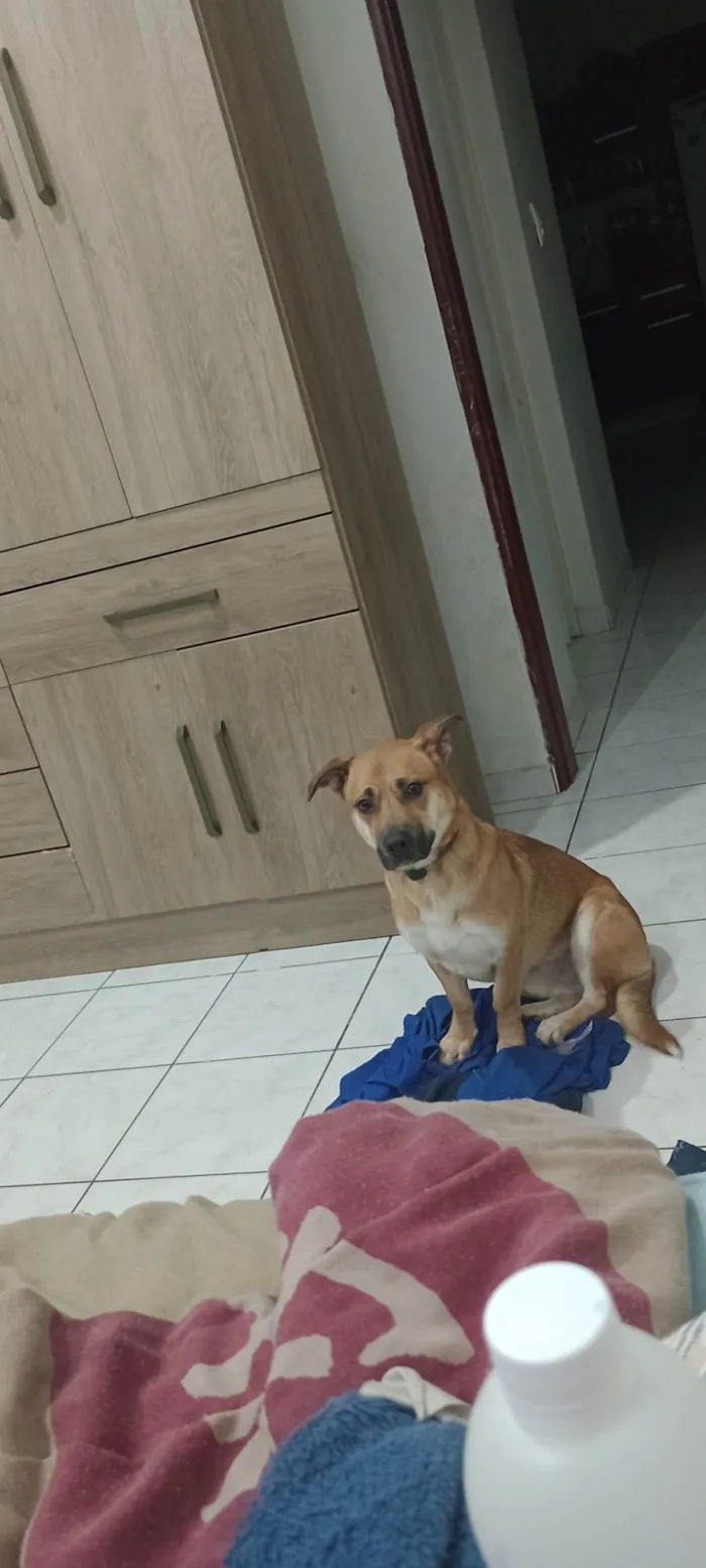 Cachorro ra a SRD-ViraLata idade 1 ano nome Paçoca 