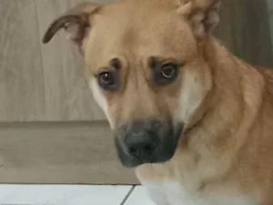 Cachorro raça SRD-ViraLata idade 1 ano nome Paçoca 