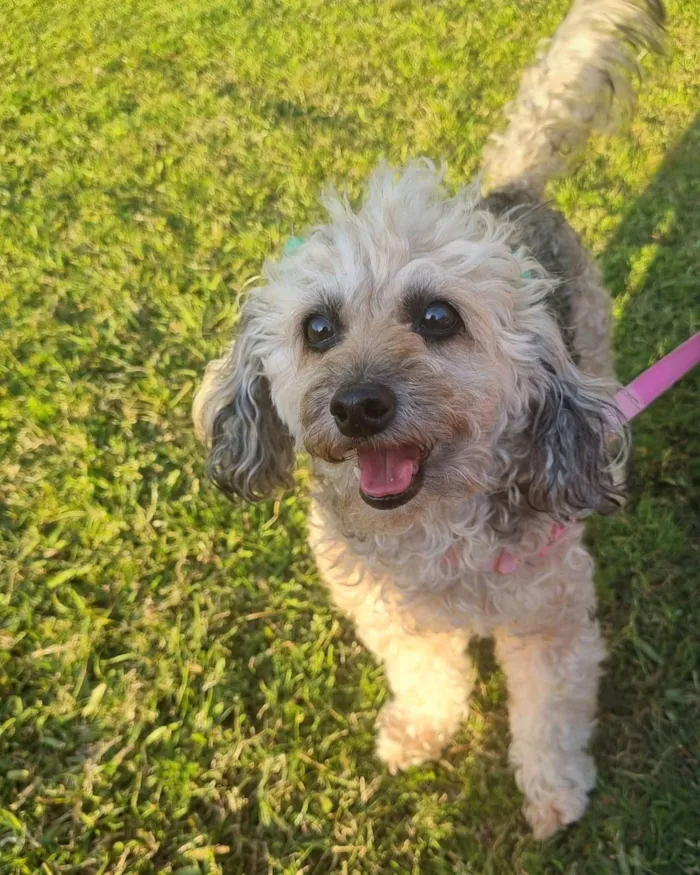 Cachorro ra a Poodle idade 6 ou mais anos nome Mel