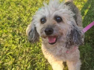 Cachorro raça Poodle idade 6 ou mais anos nome Mel