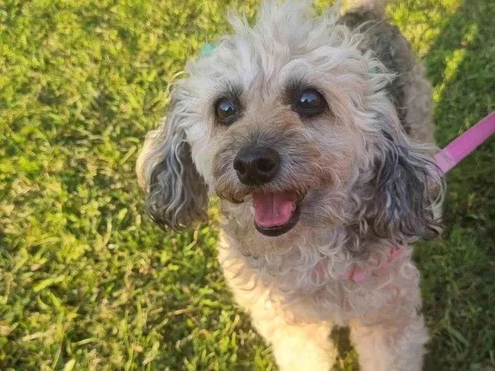 Cachorro ra a Poodle idade 6 ou mais anos nome Mel