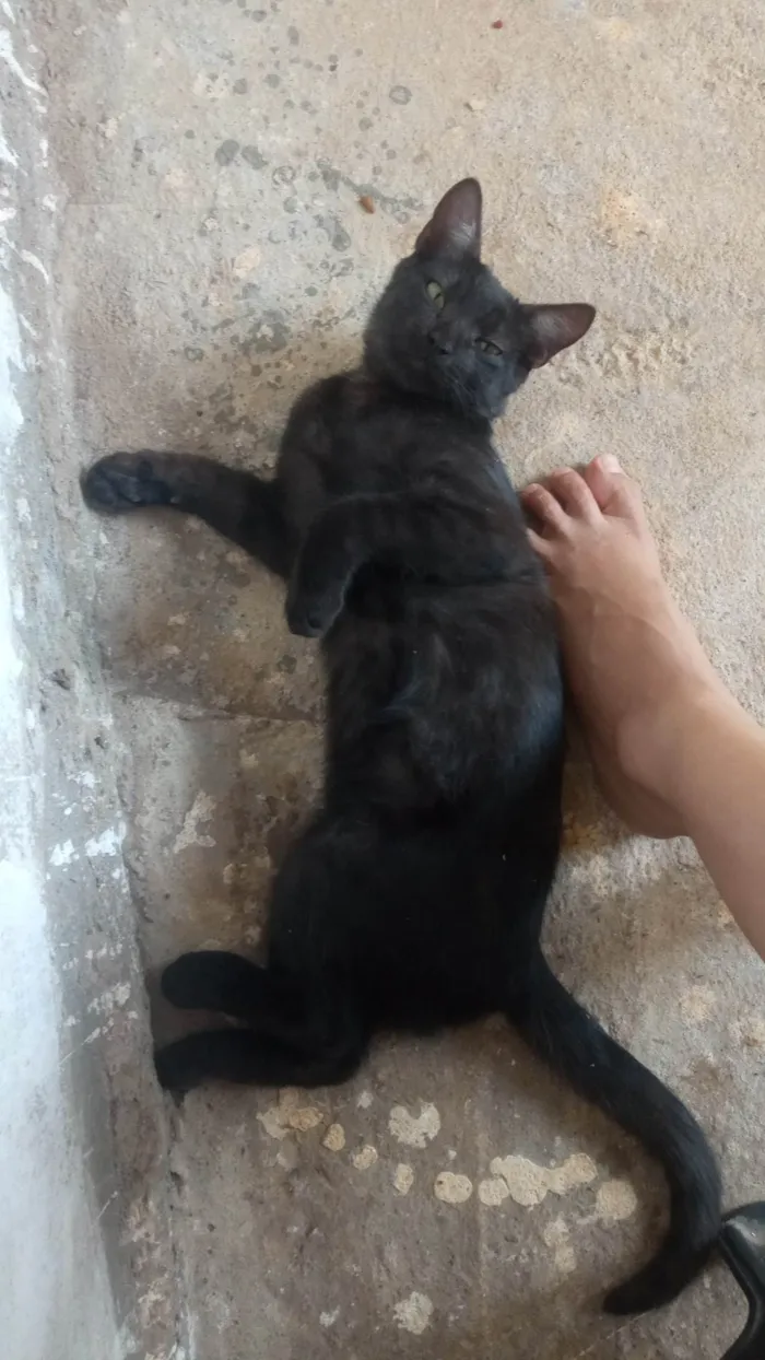 Gato ra a SRD-ViraLata idade 2 a 6 meses nome Não tem nome 