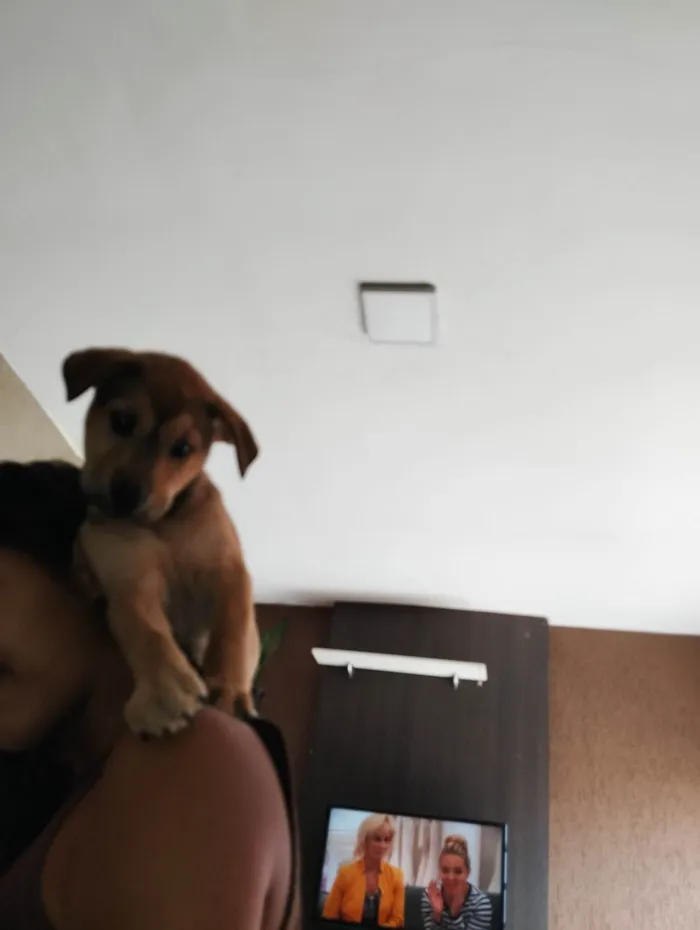 Cachorro ra a SRD-ViraLata idade Abaixo de 2 meses nome Zé Roberta 