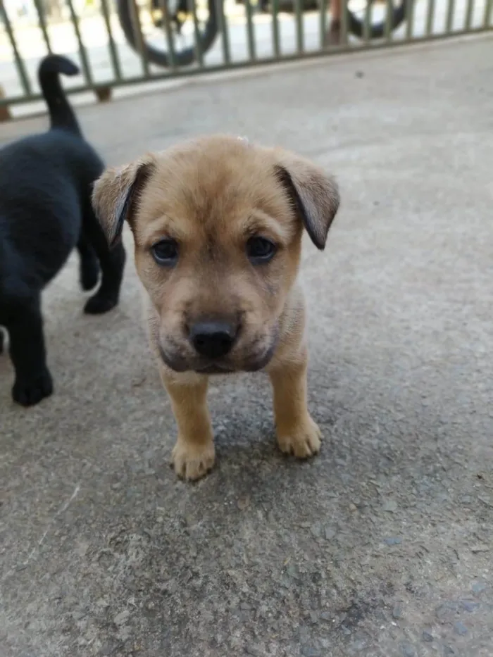 Cachorro ra a SRD-ViraLata idade Abaixo de 2 meses nome Zé Roberta 