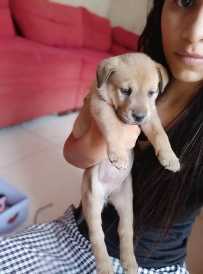 Cachorro ra a SRD-ViraLata idade Abaixo de 2 meses nome Zé Roberta 