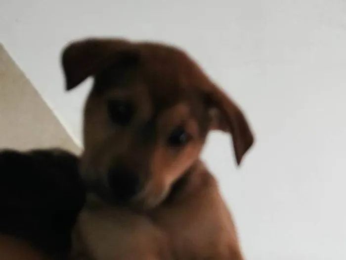 Cachorro ra a SRD-ViraLata idade Abaixo de 2 meses nome Zé Roberta 