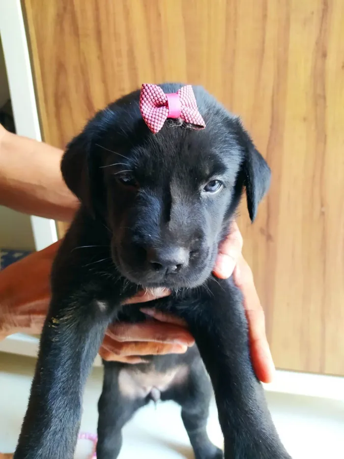 Cachorro ra a SRD-ViraLata idade Abaixo de 2 meses nome Diamante Negro 