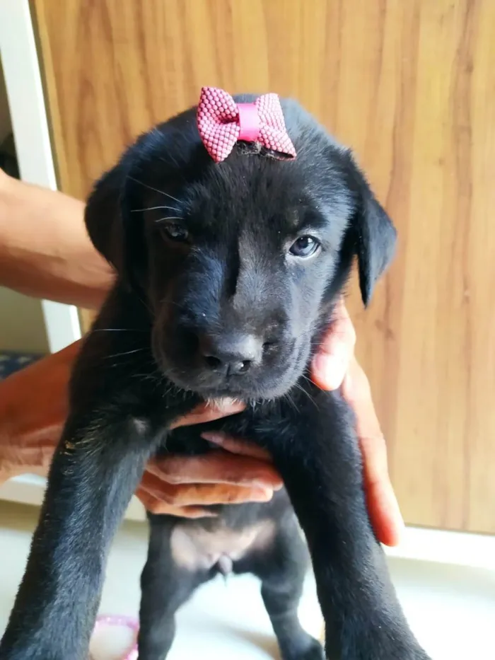 Cachorro ra a SRD-ViraLata idade Abaixo de 2 meses nome Diamante Negro 