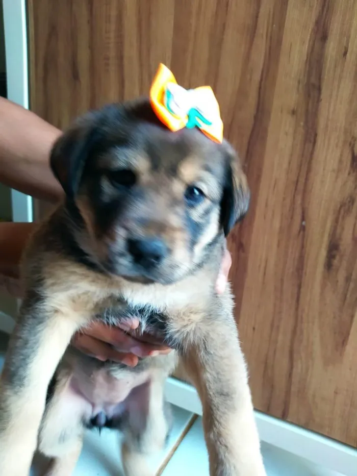 Cachorro ra a SRD-ViraLata idade Abaixo de 2 meses nome Olívia 