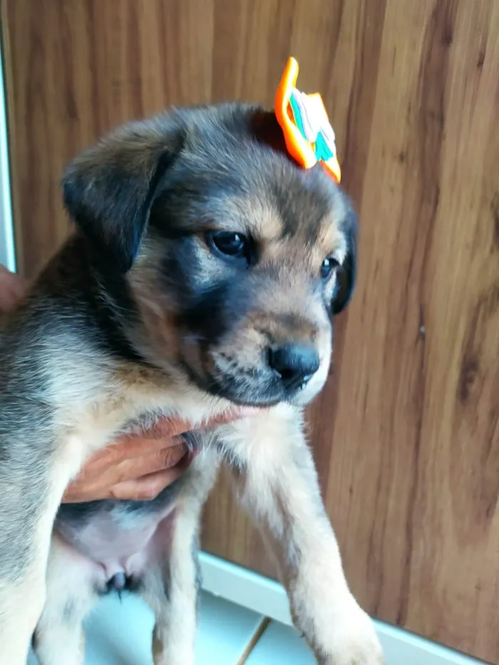 Cachorro ra a SRD-ViraLata idade Abaixo de 2 meses nome Olívia 