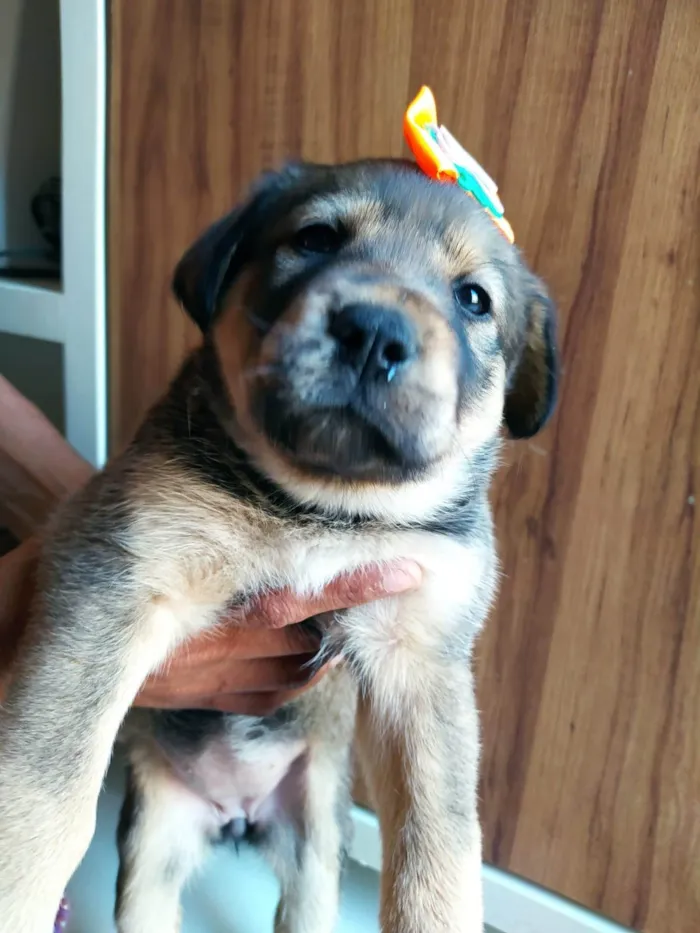 Cachorro ra a SRD-ViraLata idade Abaixo de 2 meses nome Olívia 