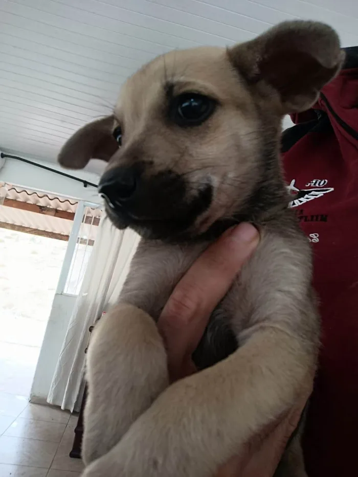 Cachorro ra a SRD-ViraLata idade 2 a 6 meses nome Sem nome ainda