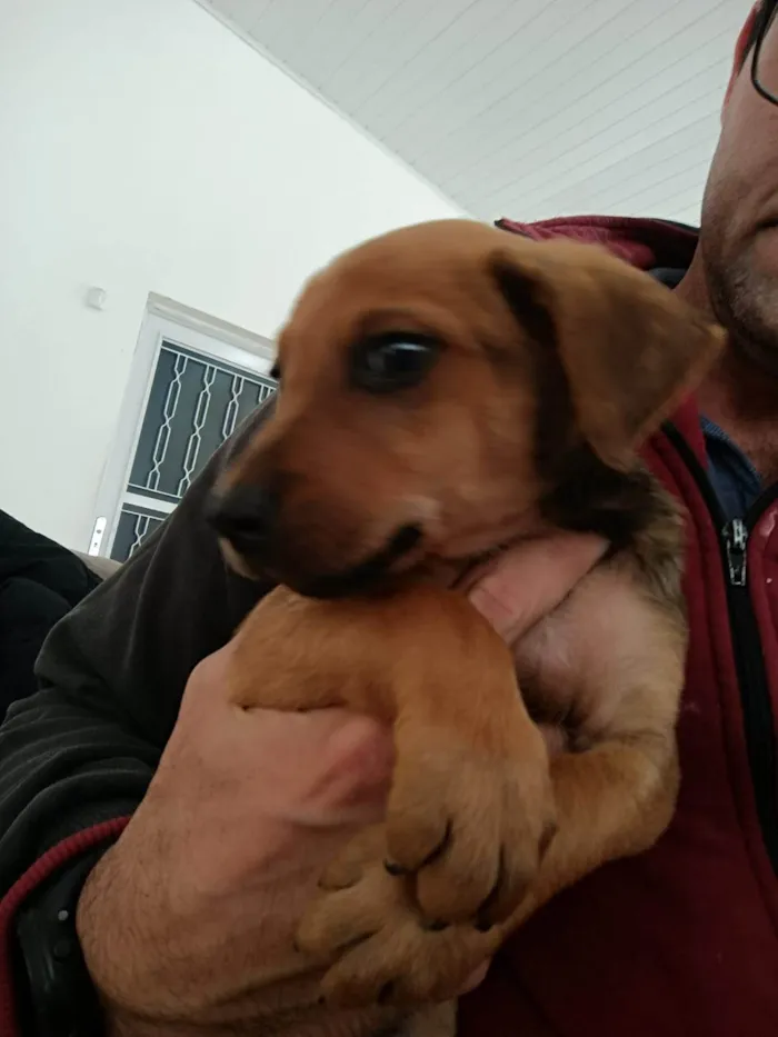 Cachorro ra a SRD-ViraLata idade 2 a 6 meses nome Sem nome ainda